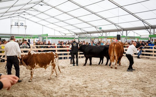 Arena mit Sandboden im Zelt, in der drei Kühe verschiedener Rassen vorgeführt werden. Umgeben von Holzzaun, dahinter Zuschauende.