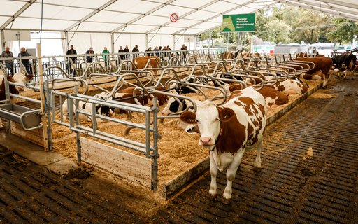 Großer, mit einem Zelt überdachter Rinderstall mit mehreren Kühen, die in einzelnen Boxen auf Stroh liegen. Die Boxen sind durch Metallgeländer abgetrennt. Entlang der Seiten stehen Besucher und beobachten die Tiere.  