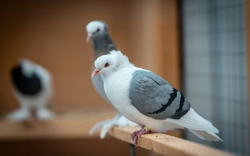 Tauben sitzen auf Holzstangen in einer Voliere. Die vordere Taube hat weiß-graues Gefieder mit schwarzen Flügelbändern und einem rosafarbenen Schnabel.  