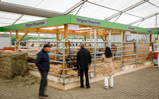 Innenaufnahme eines Messezelts mit mehreren Rindergehegen. Die Gehege sind mit Schildern wie „Original Braunvieh“ und „Limpurger“ gekennzeichnet. Menschen beobachten die Tiere, auf dem Boden liegt Heu.  