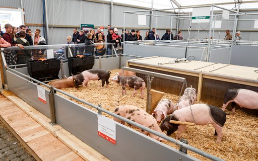 Gruppe von Ferkeln in einem mit Stroh ausgelegten Gehege innerhalb eines Messezelts. Personen stehen außerhalb des Geheges und beobachten die Tiere. Im Hintergrund sind weitere Gehege zu sehen. 