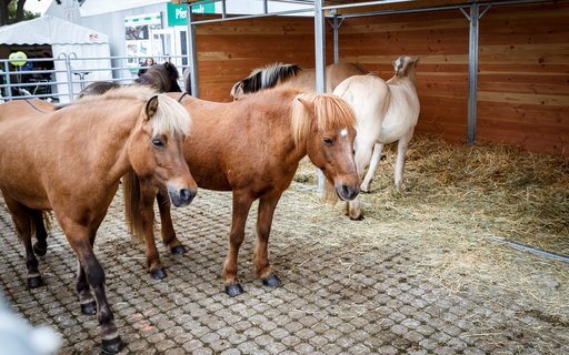 Fünf Pferde in einem Gehege mit Kopfsteinpflaster und Unterstand. Drei braune Ponys vorn, zwei helle auf Heu im Hintergrund. Dahinter Gebäude und Schilder.