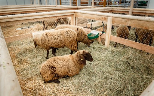 Gehege mit drei Schafen auf Stroh. Zwei Schafe stehen, eines liegt. Holzpfosten, Drahtgitter und grüner Futtertrog am Rand.
