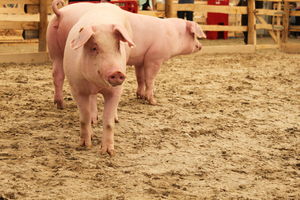  BWagrar
Landwirtschaftliches Hauptfest