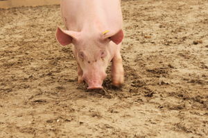  BWagrar
Landwirtschaftliches Hauptfest