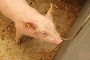  BWagrar
Landwirtschaftliches Hauptfest