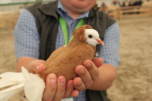  BWagrar
Landwirtschaftliches Hauptfest