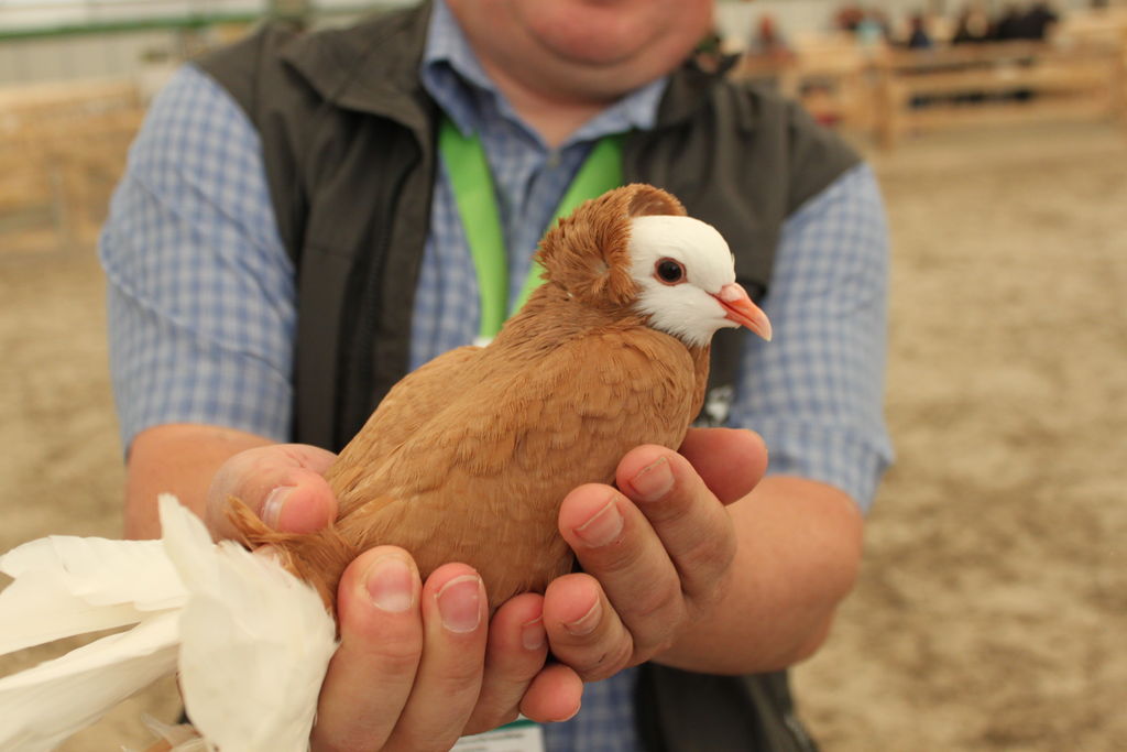 Landwirtschaftliches Hauptfest