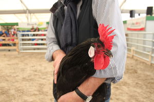  BWagrar
Landwirtschaftliches Hauptfest