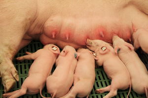  BWagrar
Landwirtschaftliches Hauptfest